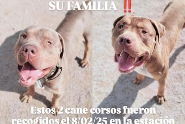 Búsqueda desesperada de 'propietarios británicos' de perros encontrados deambulando una estación de tren en España

