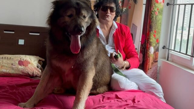 El propietario de los votos de perro más caros del mundo para comprar perros del tamaño de un burro por valor de £ 10 millones, y necesita un helicóptero para enviarlo
