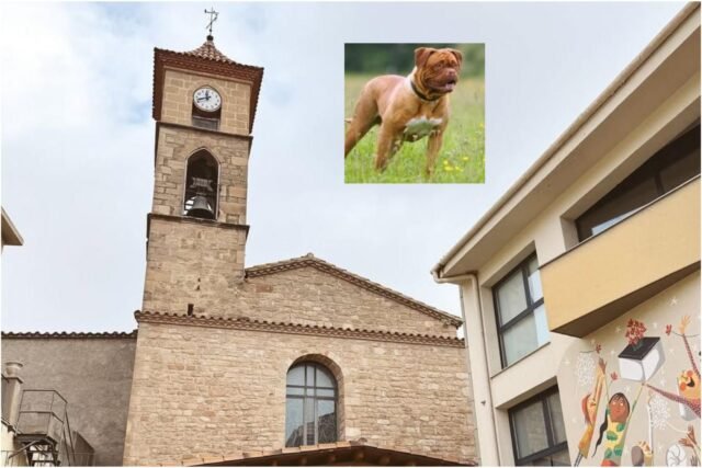 'Estamos en un estado de shock': horror en España, ya que el perro de la familia es maltratado como bebé.
