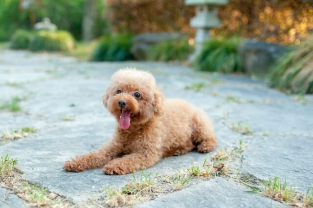 Los criadores acusados ​​de estafa de caniche de juguete cobrando más de 6,000 € por un cachorro con documentos de pedigrí falsos en España

