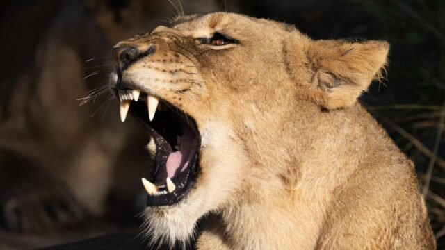 Girl, de 14 años, mutilada hasta la muerte por Lion después de ser arrebatada del rancho mientras los guardabosques hacen que el hallazgo sombrío siguiera las manchas de sangre
