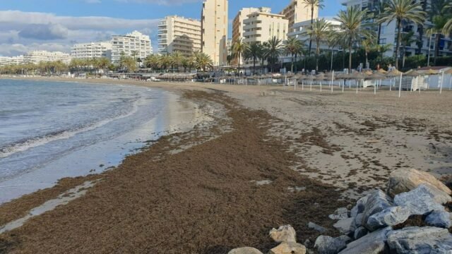 Playas de hotspot de Brit Hols en Marbella frente a la emergencia, ya que están inundados por 2.500 toneladas de algas apestimables podridas
