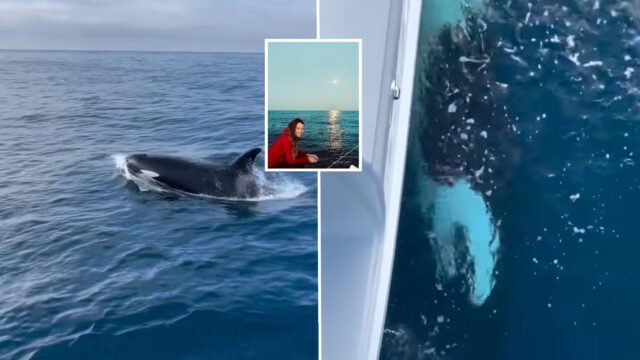 Exclusivo: 'Podrías sentir el poder': el encuentro de 'estreve' de marinero 'con una orca en el estrecho de Gibraltar
