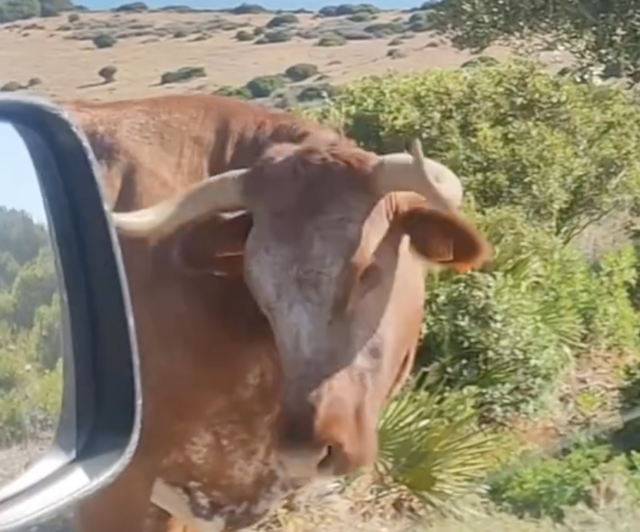 Mira: Viral Video muestra a las vacas que dan a los turistas instrucciones en Andalucia de España
