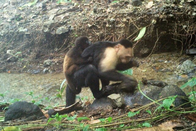 Monos capuchinos en la isla panameña atrapada secuestrando a los monos aulladores
