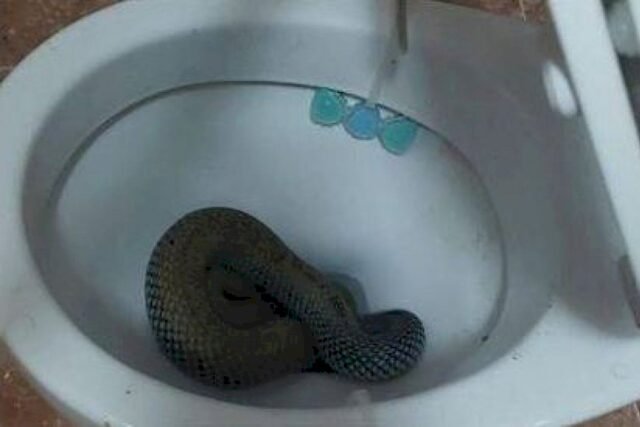 Serpiente venenosa gigante acurrucada en el propietario de los choques del inodoro en España
