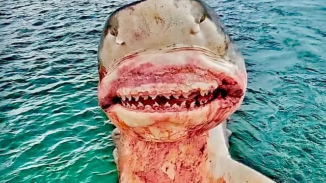 Soy un cazador de tiburones de la vida real: he tambaleado en bestias de 164 stones y he visto a mi tripulación mutilado ... pero algunos dicen que soy el monstruo
