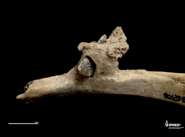 Misterio de asesinato prehistórico: la punta de flecha que se encuentra en los restos humanos revela conflictos violentos en la antigua España
