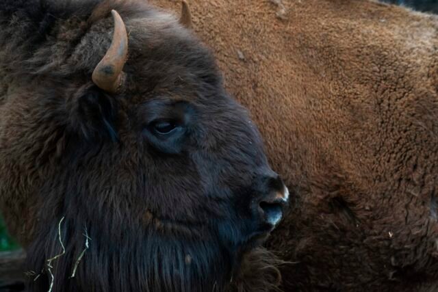 Cómo el bisonte reintroducido de España está ayudando a volver a crecer la tierra en medio de la crisis de incendios forestales del país
