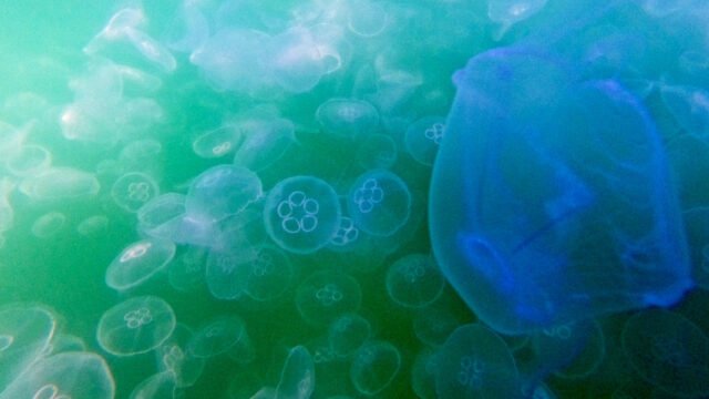Fuerza de medusas Caída de la planta nuclear francesa - RT World News
