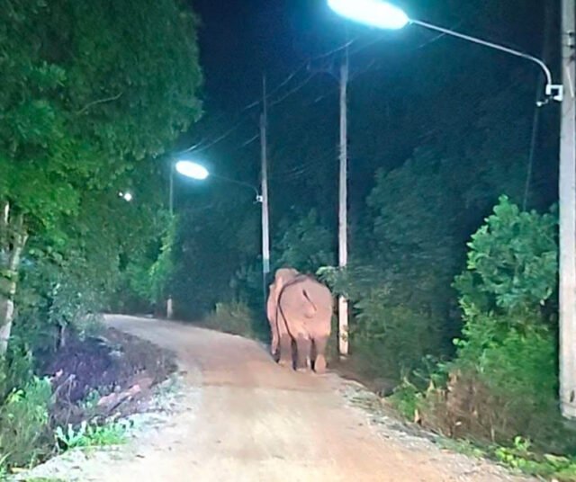 Elephant brutalmente pisotea al abuelo hasta la muerte después de que lo atrapó robando plátanos de su jardín
