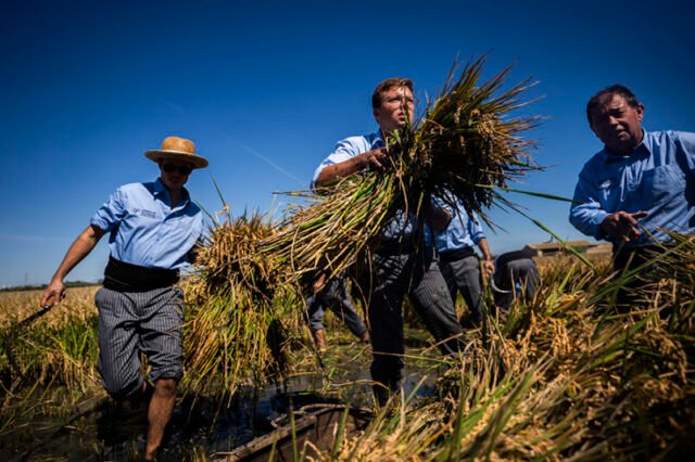 La designación de origen de arroz Valencia (DO) organiza su 12º Festival de la Cosecha este domingo (21 de septiembre) • Valencia 24/7
