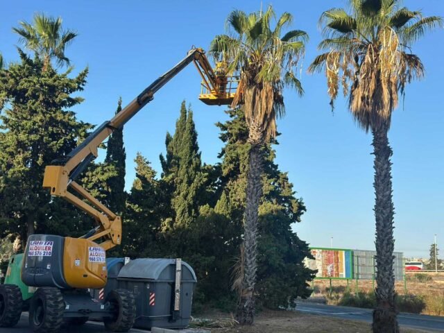 Torrevieja lanza una campaña de poda para más de 5.500 palmeras
