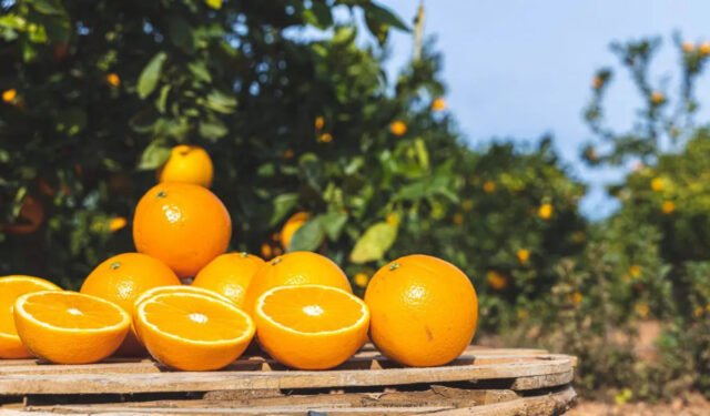 ¡La historia de Valencia y sus naranjas! • Valencia 24/7
