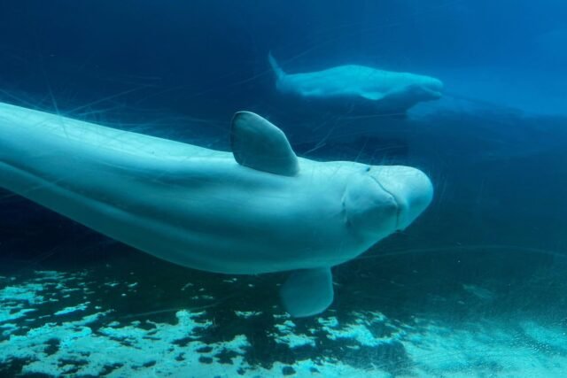 Canadá niega la solicitud de Marineland de exportar sus ballenas Beluga restantes a China
