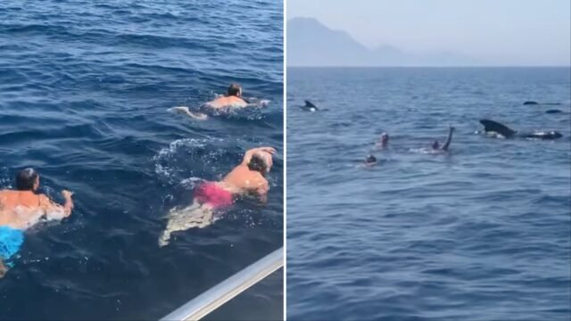 Indignación cuando hombres nadan con ballenas en el Estrecho de Gibraltar
