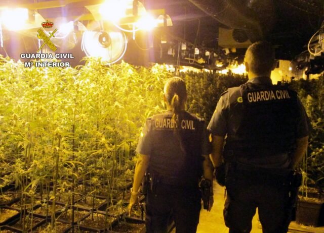 La Guardia Civil desmantela una enorme granja de marihuana cubierta en San Javier
