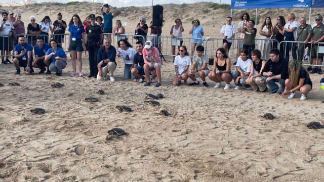 La Mata Beach acoge con beneplácito la liberación de 16 tortugas de Loggerhead
