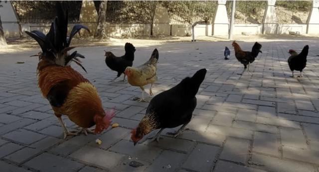 Los pollos callejeros de Torrevieja enfrentan un misterio de envenenamiento mortal
