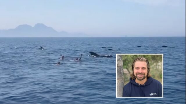 Nadar con ballenas en el Estrecho de Gibraltar genera llamados a más educación

